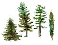 Watercolor natural forest set of evegreen trees