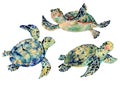 Watercolor natural vintage set of sea turtle