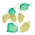 Watercolor nature illustration, green hop sprig. The botanical element is isolated on a white background.