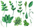 Watercolor leaves vector clip art collection. Summer greenery clipart