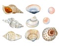 Watercolor nautical set of underwater tropical seashells and pearls. Hand drawn illustrations isolated on white Royalty Free Stock Photo