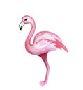 Watercolor nice cartoon kids ilustration of flamingo