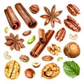 Watercolor nut collection. types of nuys with spices