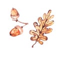 Watercolor oak leaf and acorns on a white background 1 Royalty Free Stock Photo