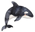 Watercolor ocean animal, underwater illustration, cute baby killer whale