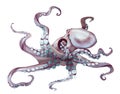 watercolor octopus. Sea pulpa, devilish with tentacles illustration is isolated on a white background Royalty Free Stock Photo