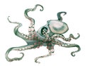 watercolor octopus. Sea pulpa, devilish with tentacles illustration is isolated on a white background