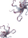 watercolor octopus. Sea pulpa, devilish with tentacles illustration is isolated on a white background Royalty Free Stock Photo