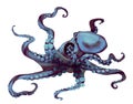 watercolor octopus. Sea pulpa, devilish with tentacles illustration is isolated on a white background