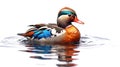 Watercolor Oil Painting of An Evocative Depicts Vibrant Mandarin Duck Water Bird Background Royalty Free Stock Photo