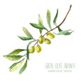 Watercolor olive branch background. Royalty Free Stock Photo