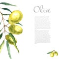 Watercolor olive branch background. Royalty Free Stock Photo