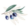 Watercolor olive branch with blue fruits and green leaves with golden outline illustration