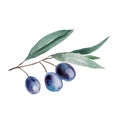 Watercolor olive branch with blue fruits and green leaves illustration