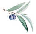Watercolor olive branch with blue fruits and green leaves illustration