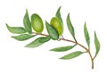 Watercolor olive branch with the green berries. Royalty Free Stock Photo