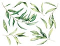 Watercolor olive branch and leaves set. Hand painted floral illustration isolated on white background for design, print