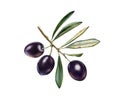Watercolor olive branch. Ripe black fruits with leaves. Realistic botanical painting with fresh olives. Isolated