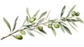 Watercolor Olive Floral Illustration: Olive Branches for Wedding Stationery, Greetings, Wallpapers, Fashion Backgrounds AI