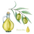 Watercolor olive oil Glass bottle, olives branch and oil drop isolated on a white background. Green olives premium Royalty Free Stock Photo