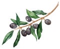 Watercolor olive oliva branch with olives isolated vector