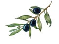 Watercolor olive oliva branch with olives isolated