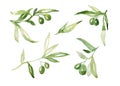 Watercolor olive tree branch set with green olives and leaves. Hand painted floral illustration isolated on white background for Royalty Free Stock Photo