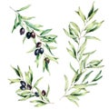 Watercolor olive tree branch set with leaves and black olives. Hand painted floral illustration isolated on white