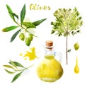 Watercolor olives set