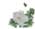 Watercolor with one large white flower peony Royalty Free Stock Photo