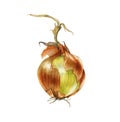 Watercolor onion. Hand drawn botanical illustration.