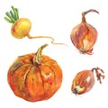 Watercolor onion, pumpkin, turnip