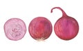 Watercolor onion set Royalty Free Stock Photo