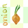 Watercolor onion. Vector onion. Hand drawn watercolor painting vegetable. Ingredients for soup. Vector illustration.