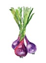 Watercolor onion