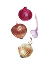 Watercolor onions and garlic on white background Royalty Free Stock Photo