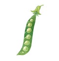 Watercolor open green pea pod isolated on white background