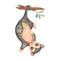 Watercolor opossum clipart  australian possum isolated  cute animals clip art  nursery decor Royalty Free Stock Photo