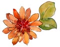 Watercolor orange african daisy flower. Floral botanical flower. Isolated illustration element. Royalty Free Stock Photo