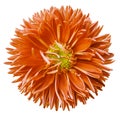 Watercolor orange aster flower isolated on white background with clipping path without shadows. close-up. Royalty Free Stock Photo