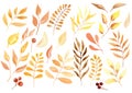 Watercolor orange autumn leaves set for fall designs.