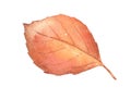 Watercolor orange birch tree leaf. Hand drawn autumn isolated illustration. Royalty Free Stock Photo