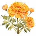 Watercolor Orange Carnations: Ming Dynasty Style Clipart