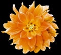 Watercolor orange  dahlia.  flower  on black isolated background with clipping path. Closeup. Flower on a green stem. Royalty Free Stock Photo