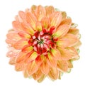 Watercolor orange dahlia. Flower on a white isolated background with clipping path. Closeup. Drops of water on the petals.