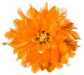 Watercolor orange  dahlia.  flower  on white isolated background with clipping path. Closeup. Flower on a green stem. Royalty Free Stock Photo