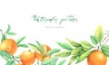 Watercolor Orange fruit branches. Horizontal border with citrus tree isolated on white. Realistic frame and place for