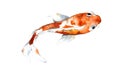 Watercolor orange koi, beautiful fish on an isolated white background