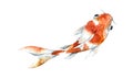 Watercolor orange koi, beautiful fish on an isolated white background Royalty Free Stock Photo