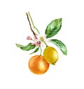 Watercolor Orange and Lemon fruits. Tree branch with flowers leaves. Realistic botanical floral composition. Blooming Royalty Free Stock Photo